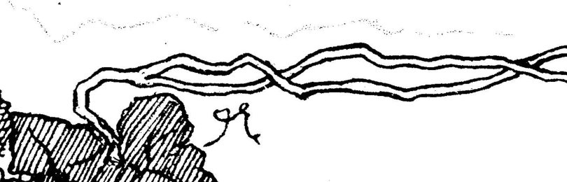 decorative vine illustration