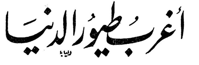 أغرب طيور الدنيا