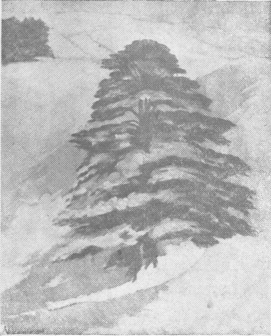 شجرة أرز لبنانية