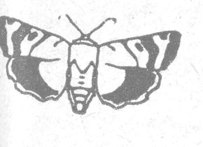 فراشة