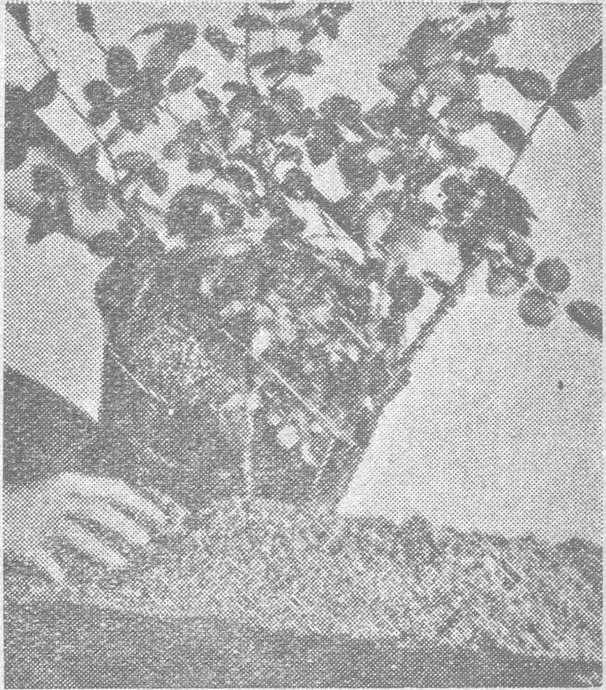 امرأة تزرع غرسة ورد