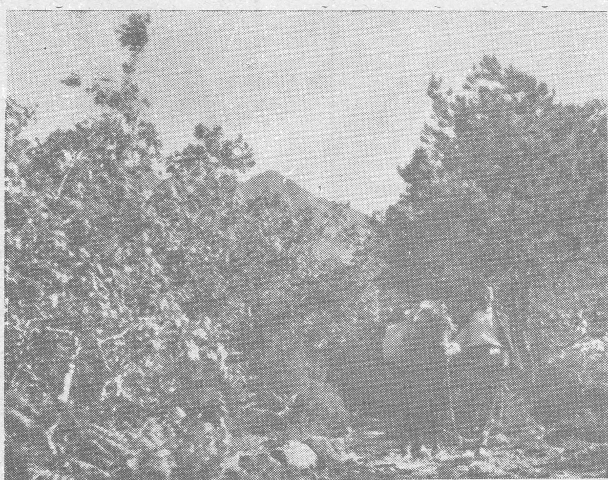Paysage rural libanais.
