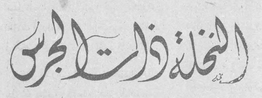 النخلة ذات الجرس