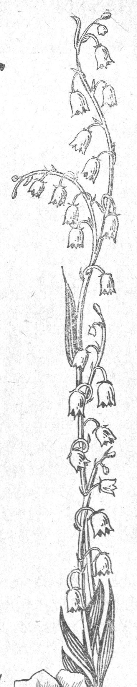 زخرفة زهرية