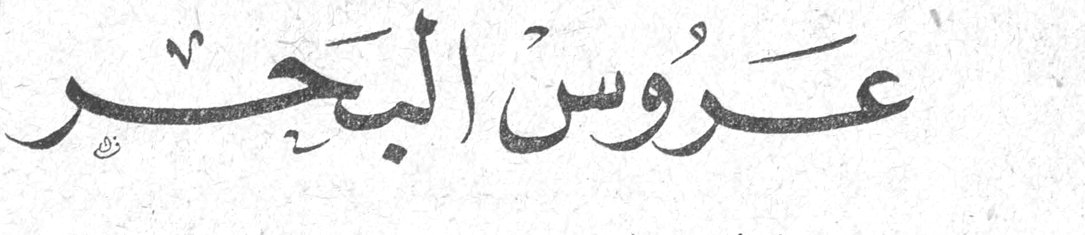 عروس البحر