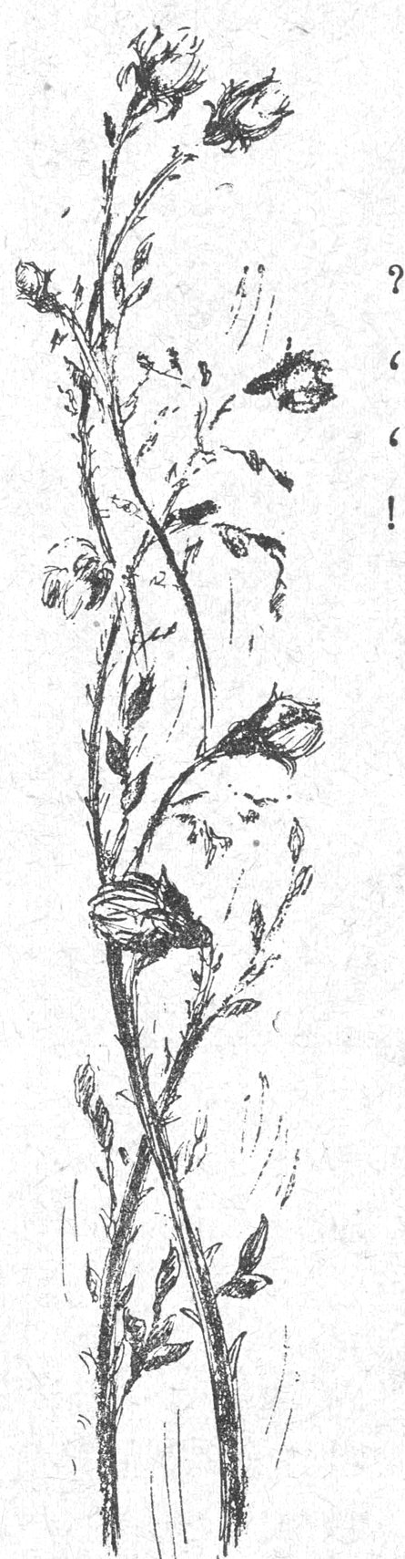 رسم توضيحي لزهرة