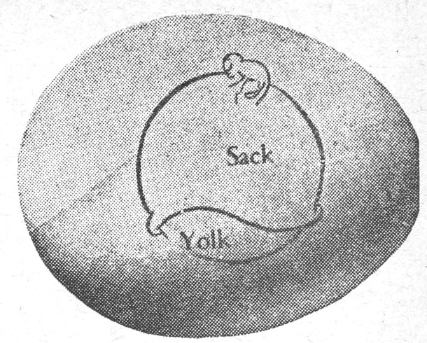 Sack Yolk