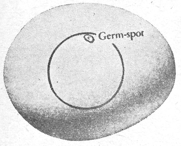 Germ-spot