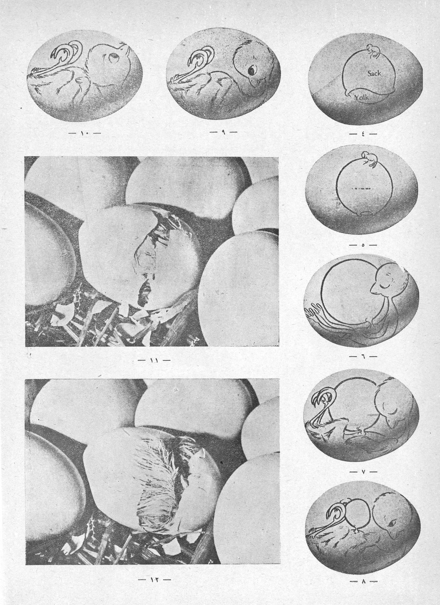Scan of page 12