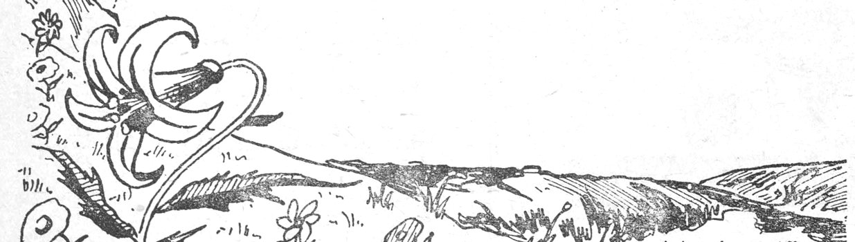 زخرفة نباتية مرسومة