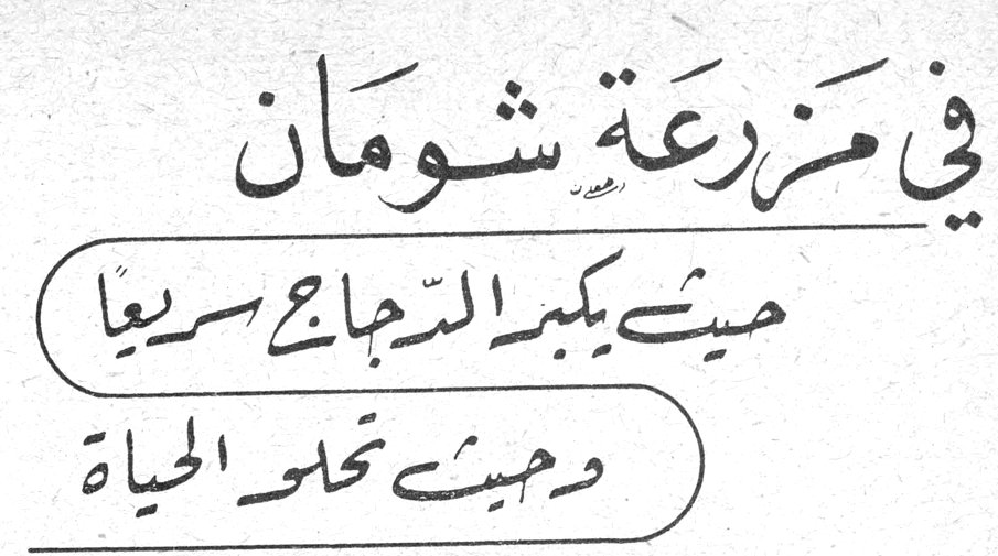 في مزرعة شومان حيث يكبر الدجاج سريعاً وحيث تحلو الحياة
