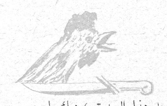 رسم ديك