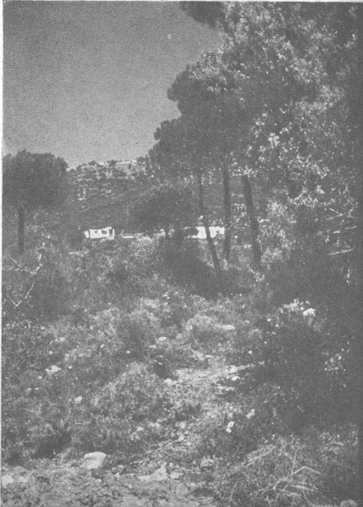 منظر الربوة الخضراء
