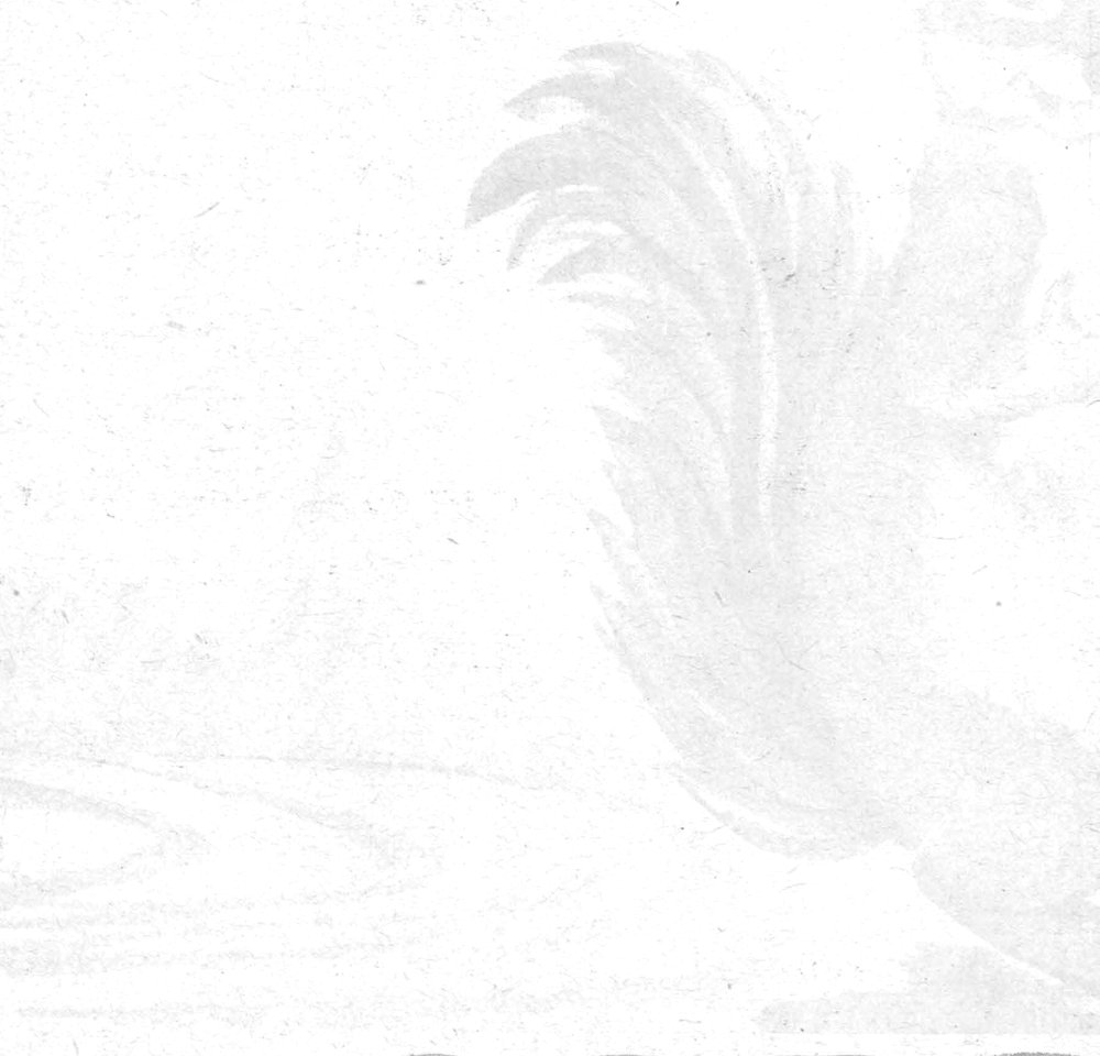 رسم ديك، نونو
